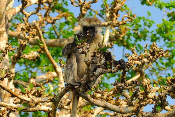 Private Full-Day: Dolphin & Monkey Jungle Adventure - Authentic Encounters and Travel Value