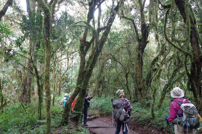 Private Full-Day Hiking Tour in Mount Kilimanjaro - The Experience: What Sets It Apart