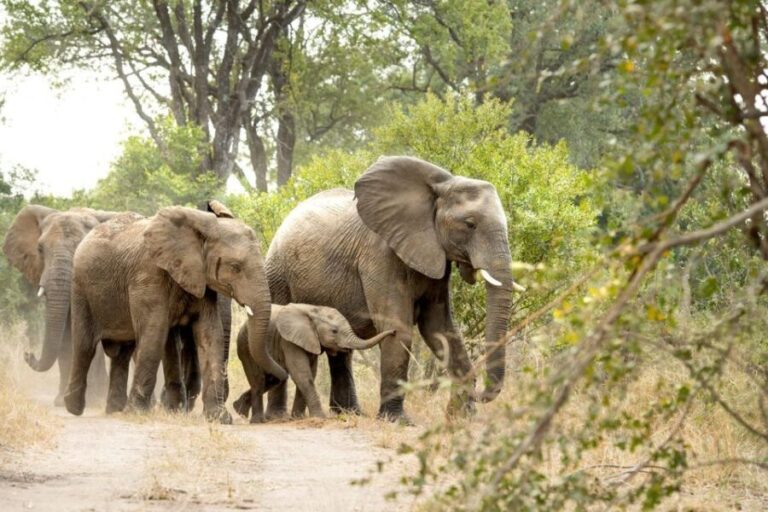 Private Full Day Safari Adventure in Addo National Park - Why This Tour Offers Great Value