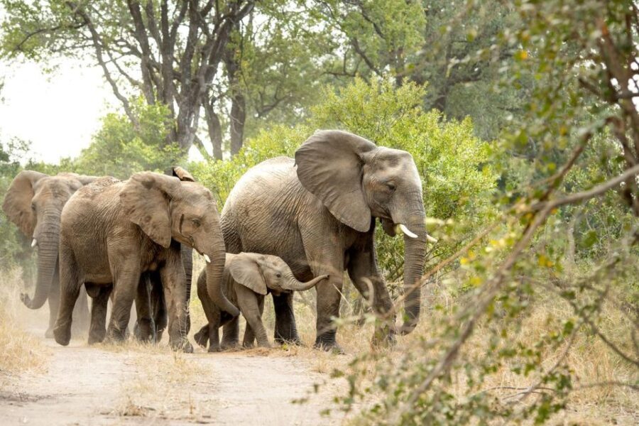 Private Full Day Safari Adventure in Addo National Park