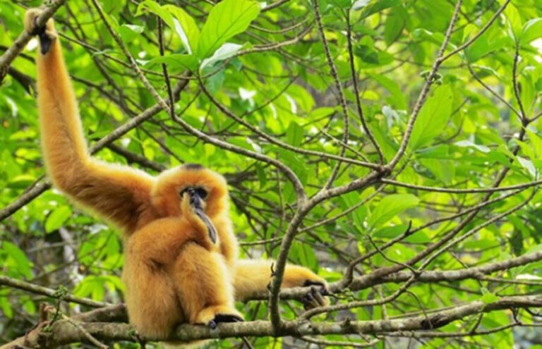 Private Full Day Tam Coc, Cuc Phuong National Park W/ Lunch - Key Points