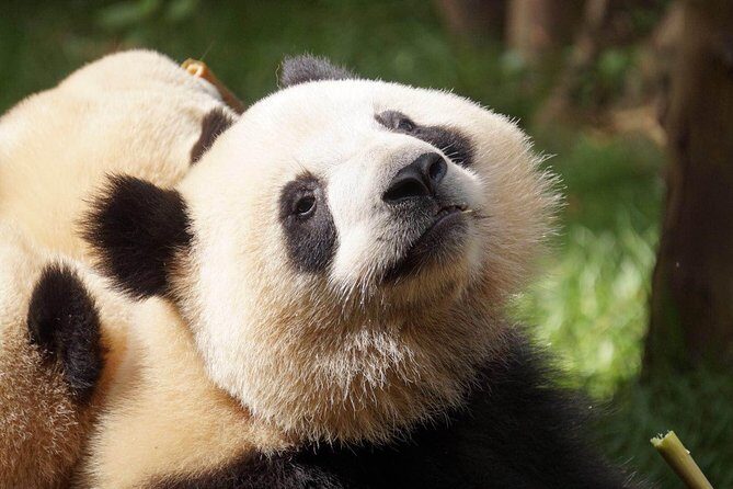 Private Full-Day Tour: Chengdu City Highlights - Authenticity and Value