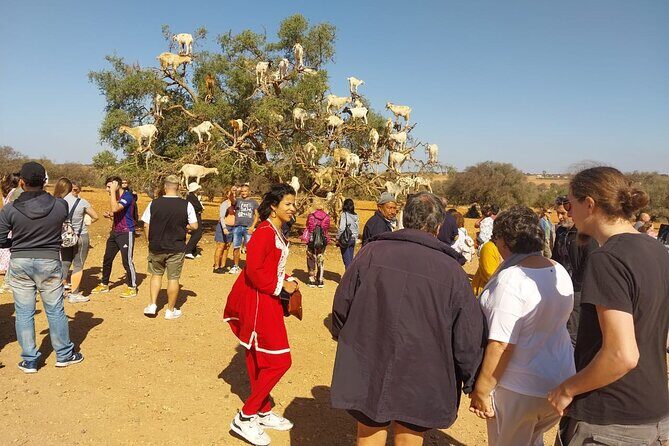 Private Full Day Tour to Essaouira from Marrakesh - Frequently Asked Questions