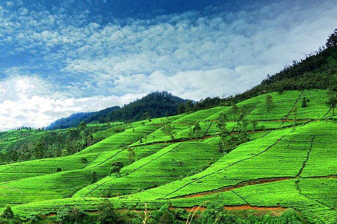 Private Full Day Tour to Nuwara Eliya from Kandy - Who Should Consider This Tour?