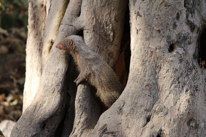 Private Full Day Trip to Ranthambore - Final Thoughts on Value and Experience