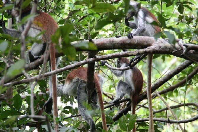 Private Full Day Trip to Stone Town, Spice Farms and Jozani Forest - Authentic Experiences and Traveler Insights