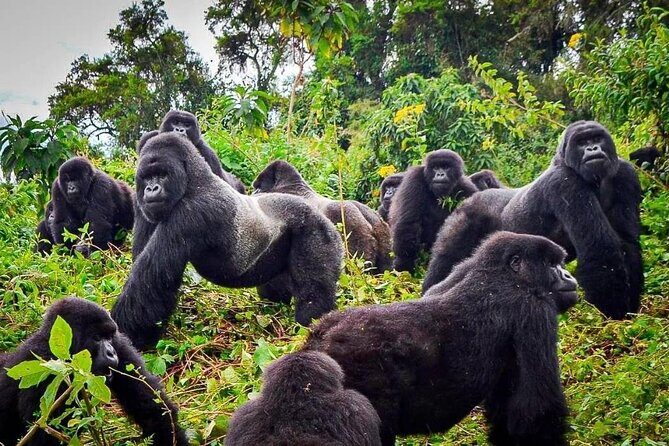 Private Gorilla Trekking Transfer from kigali to Volcanoes N.Park - The Journey to Gorilla Trekking: Stops and Highlights