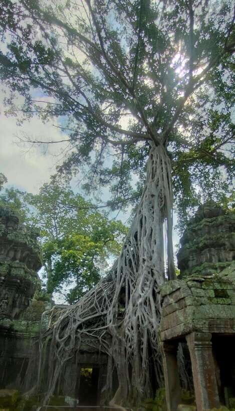 Private Guided Tours From Angkor Wat Sunrise To Banteay Srei - Authentic Reviews That Speak Volumes