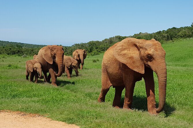 Private Half Day Addo Elephant National Park Safari - What You Can Expect from the Itinerary