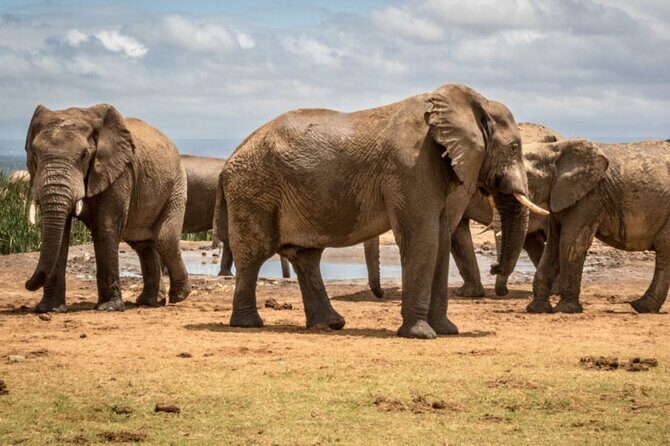 Private Half-Day Addo Elephant National Park Safari - Lunch and Comfort