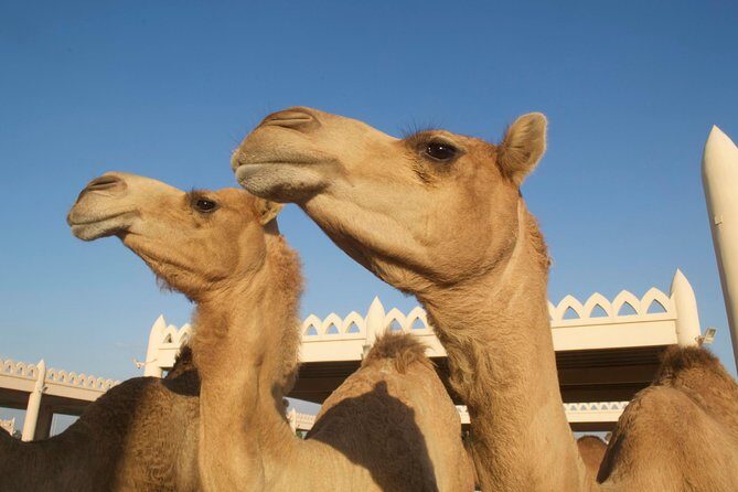 Private Half Day Bahrain Heritage Tour - Final Thoughts: Who Will Love This Tour?