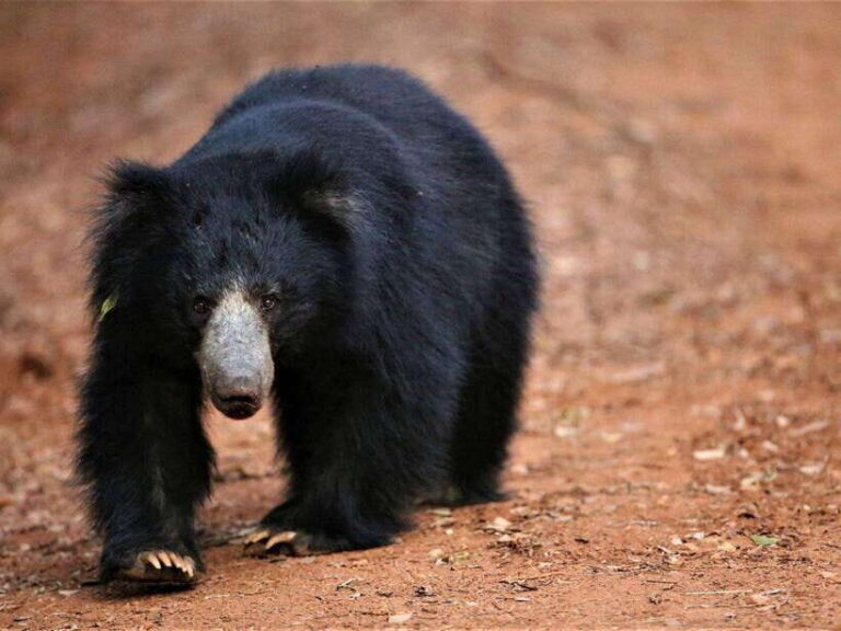 Private Half-Day Safari at Yala National Park - The Itinerary: What to Expect