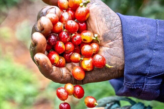Private Half-Day Tour in Fairview Coffee Farm from Nairobi - Practical Details That Matter
