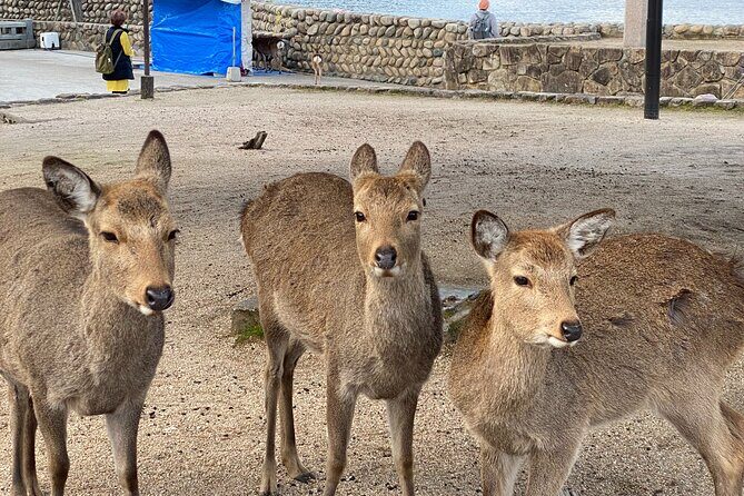 Private Hiroshima and Miyajima Guided Tour - Who Will Love This Tour?