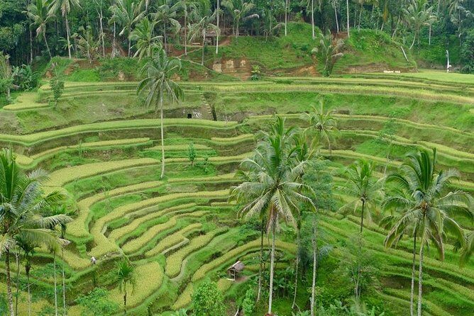 Private Inclusive Tours: 2 Days highlight of Bali - A Close Look at the 2-Day Bali Highlight Tour