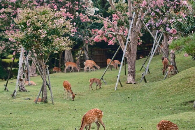 Private Japanese Ancient Tour from Kyoto to Nara - Who Should Consider This Tour?