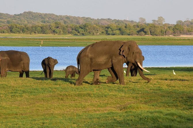 Private Jeep Safari To one of a Best National Park - Who Will Benefit Most from This Tour?