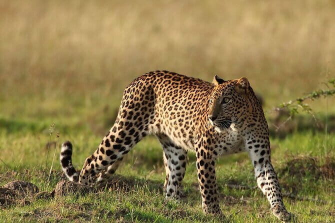 Private Jeep Safaris Tour in Yala National Park - Exploring Yala’s Wildlife in Depth