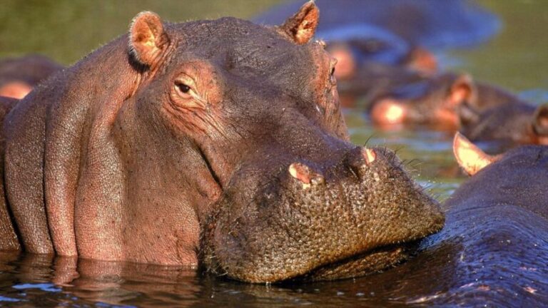 Private Kruger Full Day Safari from Hazyview - Final Thoughts