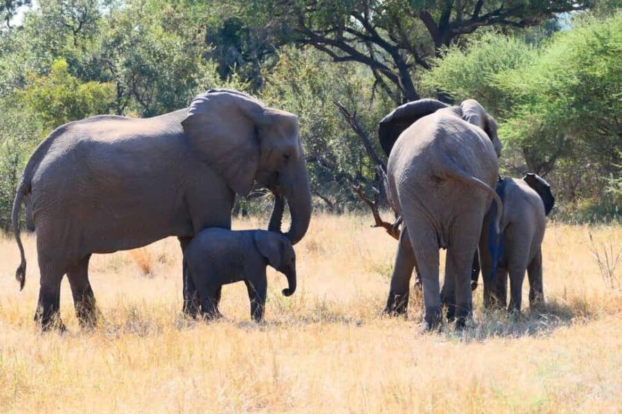 Private Kruger park and Panorama route tour - What to Expect and Why It Matters