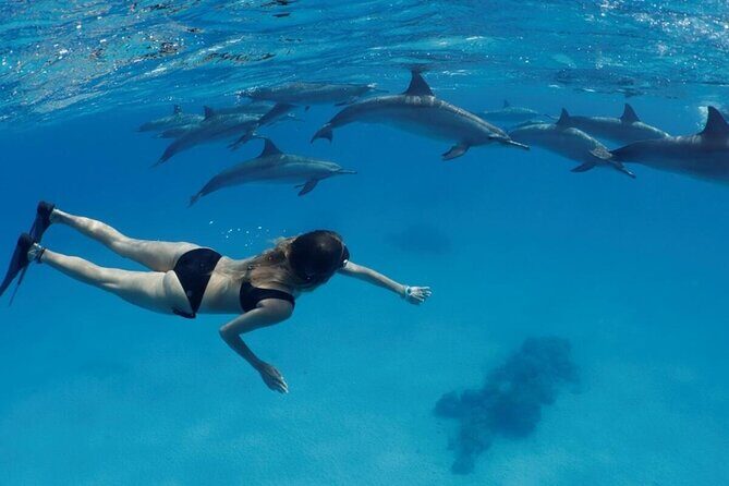 Private Luxury Dolphin House Boat Tour With Lunch - Hurghada - Who Will Love This Tour?