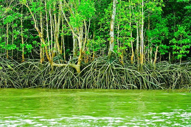 Private Mangrove Tour 3 Hour (max 8 People) - The Experience in Action