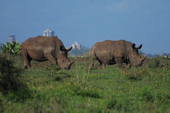 Private Mini Safari Tour in Nairobi - Who Will Love This Tour?