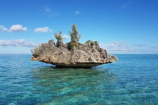 Private Morning Dolphin Watching Snorkeling and Seafood BBQ - What Makes This Tour Stand Out