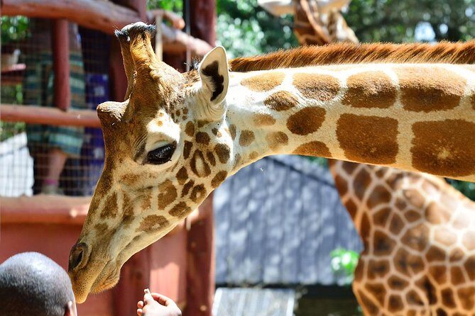 Private Morning Safari to Nairobi National Park & Giraffe Center - FAQ