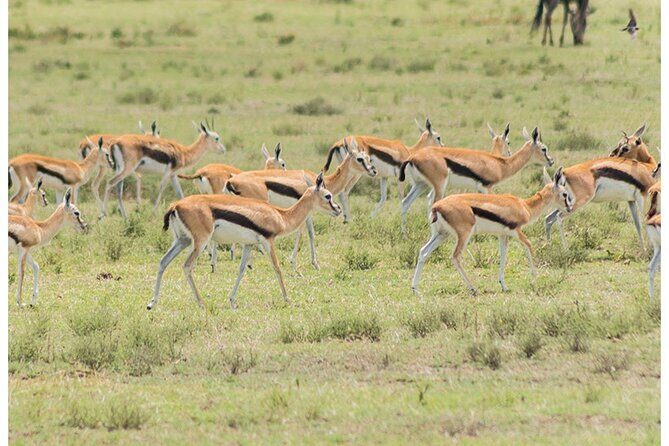 Private Multi-Day Tour in Tanzania Safari - The Sum Up