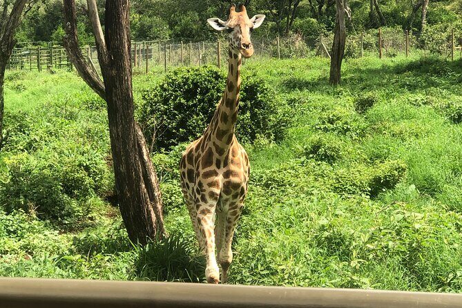 Private Nairobi Day tour to Giraffe Center and Karen Blixen - Who Will Love This Tour?