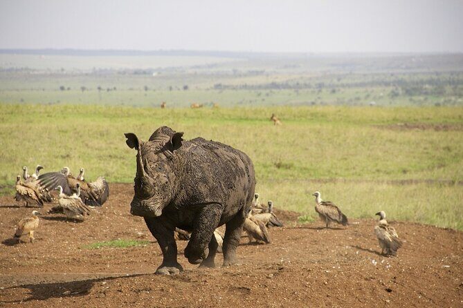 Private Nairobi National Park Day Tour - Why This Tour Is a Great Deal