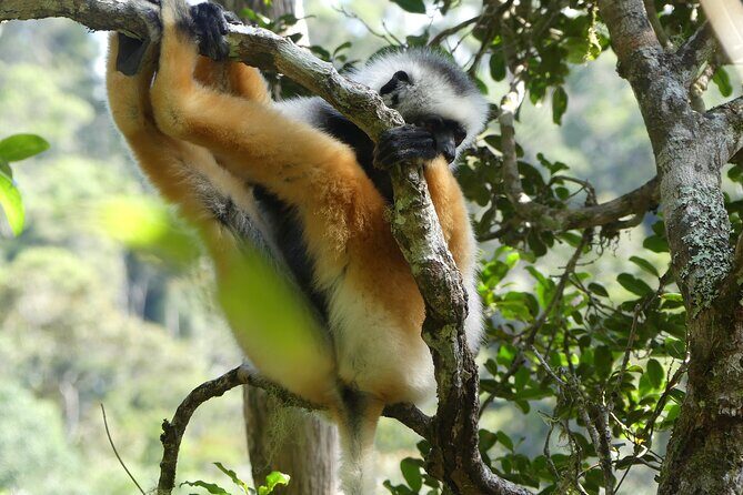 Private Nature and Discovery Tour in Madagascar - Authentic Experience and Accessibility