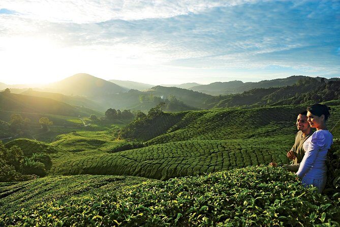 Private Nature Trip to Cameron Highlands from Kuala Lumpur - Who Should Consider This Tour?