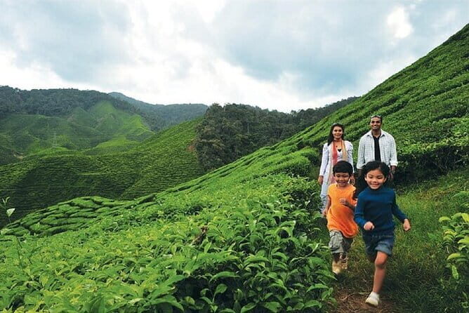 Private Nature Trip to Cameron Highlands from Kuala Lumpur - What Could Be Better?