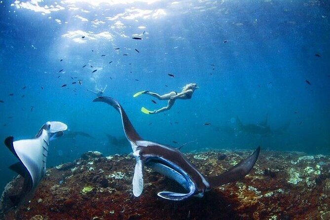 PRIVATE Nusa Penida on Boat Snorkeling & Island Tour (INCLUSIVE) - Who Will Love This Tour?