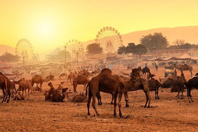 Private One Day Trip to Pushkar from Jaipur - The Itinerary: What Youll Actually See and Do