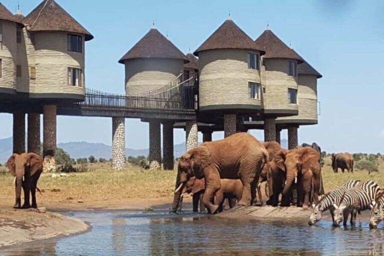 PRIVATE OVERNIGHT SALTLICK SAFARI FROM MOMBASA OR DIANI - The Sum Up