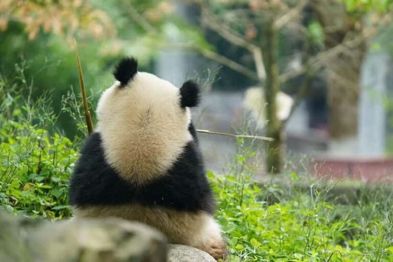 Private Panda Volunteering & Learning Tour | Wolong Base - FAQ
