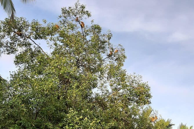 Private Proboscis Monkey Tour - Final Thoughts: Who Should Book This Tour?