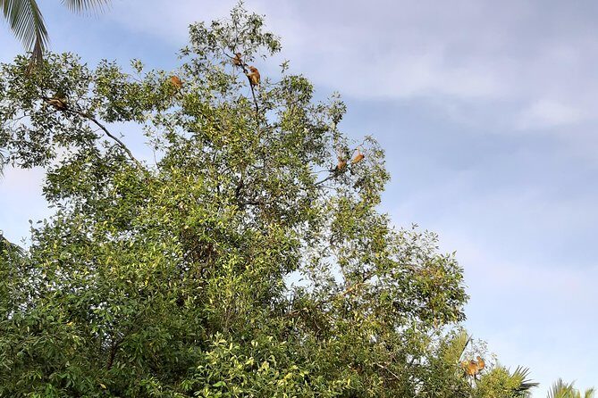 Private Proboscis Monkey, Water Village & Bandar by Night Tour - What Travelers Are Saying