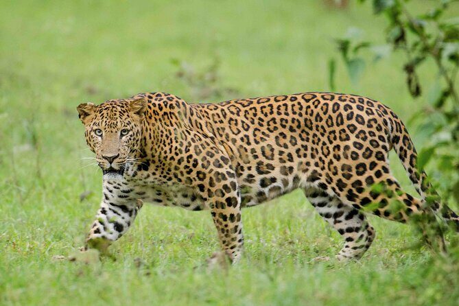 Private Safari and Wildlife Tour in Hluhluwe - The Value of Guided Wildlife Safaris