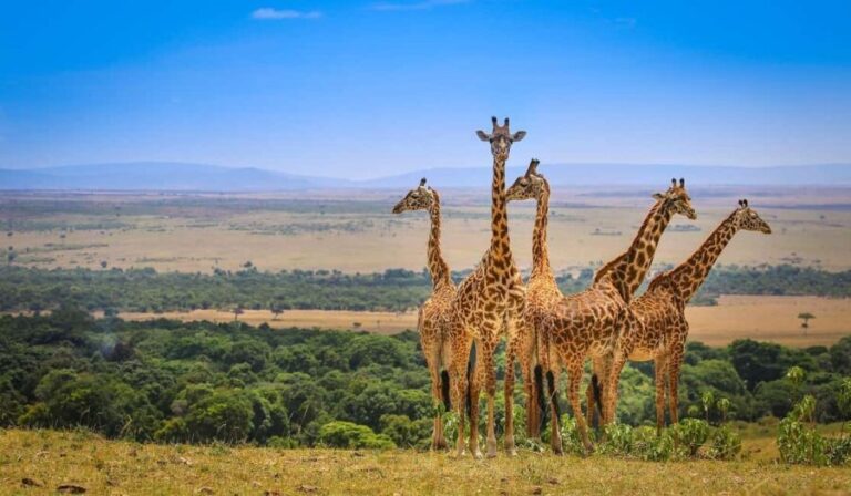 Private Safari Day-Tour in Amboseli National Park - Authentic Experiences: What Travelers Say