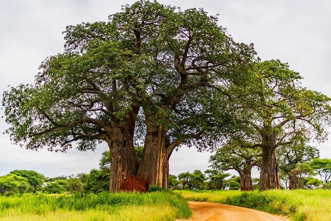 Private Safari in Tarangire National Park - What Makes the Value of This Tour Stand Out?