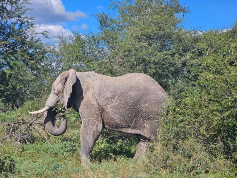 Private Safari Tour: Pilansberg National Park Big 5 - The Experience in Detail