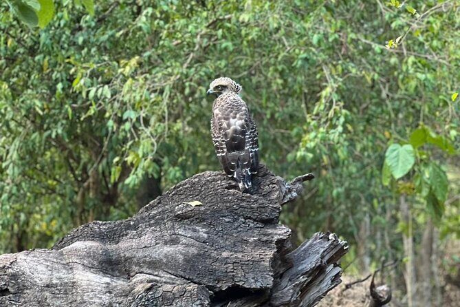 Private Safari Tours in Minneriya National Park - The Itinerary in Detail