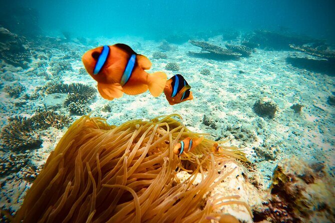 Private scuba diving trips Muscat - Pricing and Value