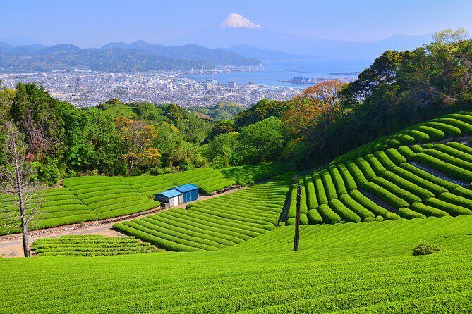 Private Sightseeing Tour from Shimizu Port / Sedan Taxi - Practical Details and Tips