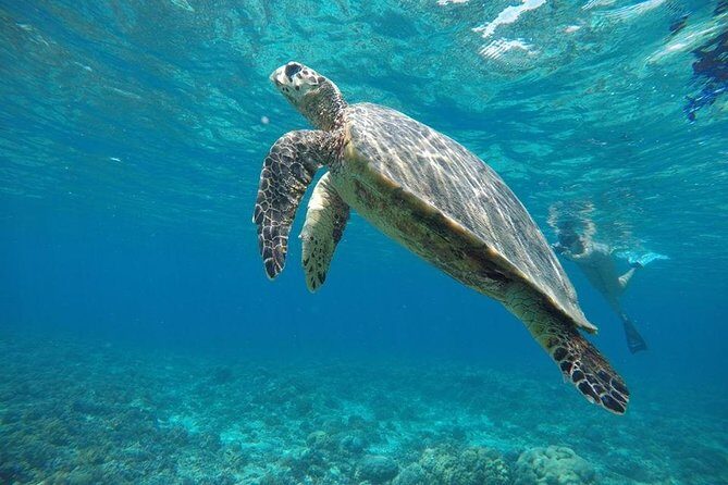 Private Snorkeling Gili Island (Coral, Statue and Turtle) - What Makes This Tour Stand Out?