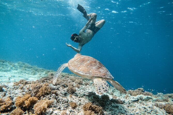 Private Snorkeling Gili Island Including GoPro Camera - The Value: Is It Worth It?